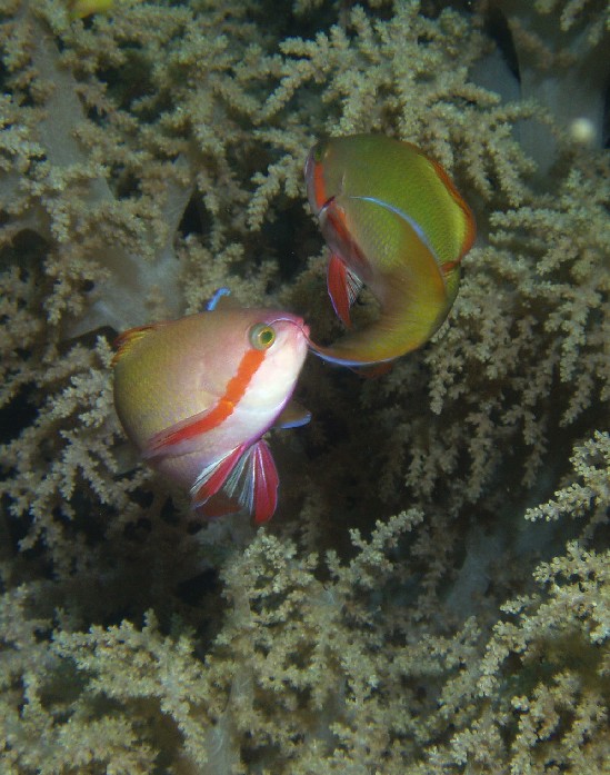 Pseudanthias huchtii